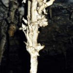 Schrattenhöhle: Stalaktit mit Exzentrikern